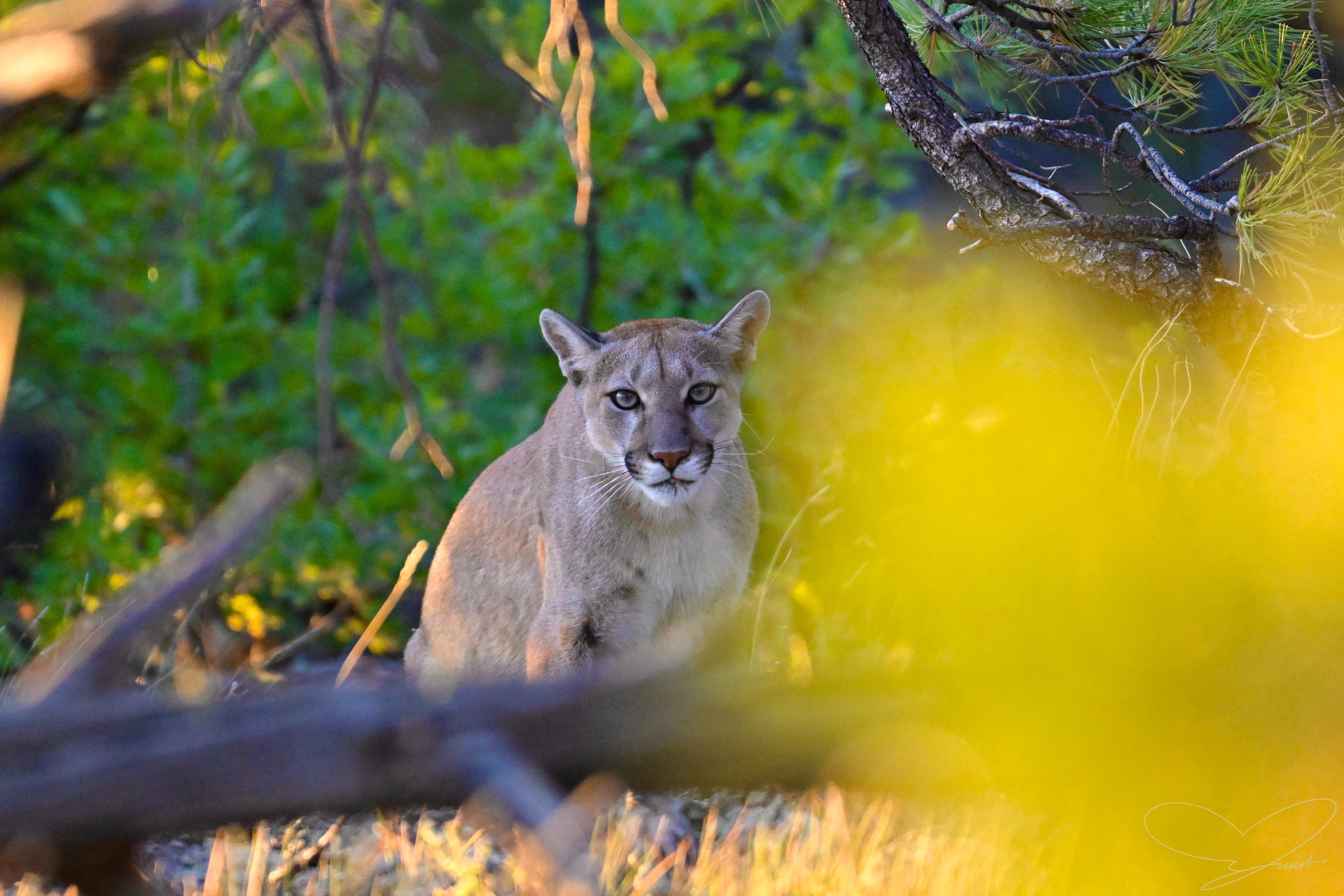 A Hunter’s Intuition