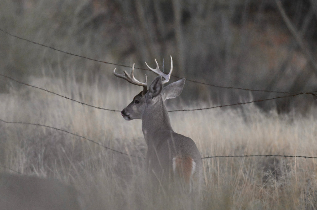 Wildlife Photography