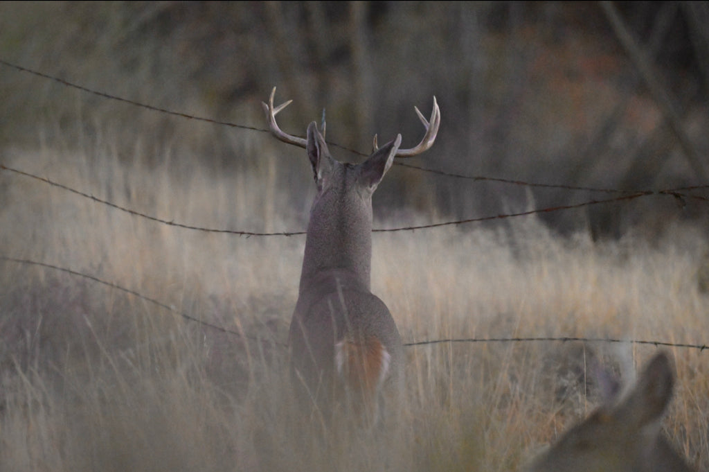 Wildlife Photography