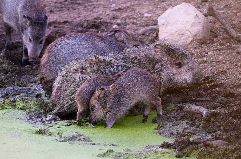 Wildlife Photography