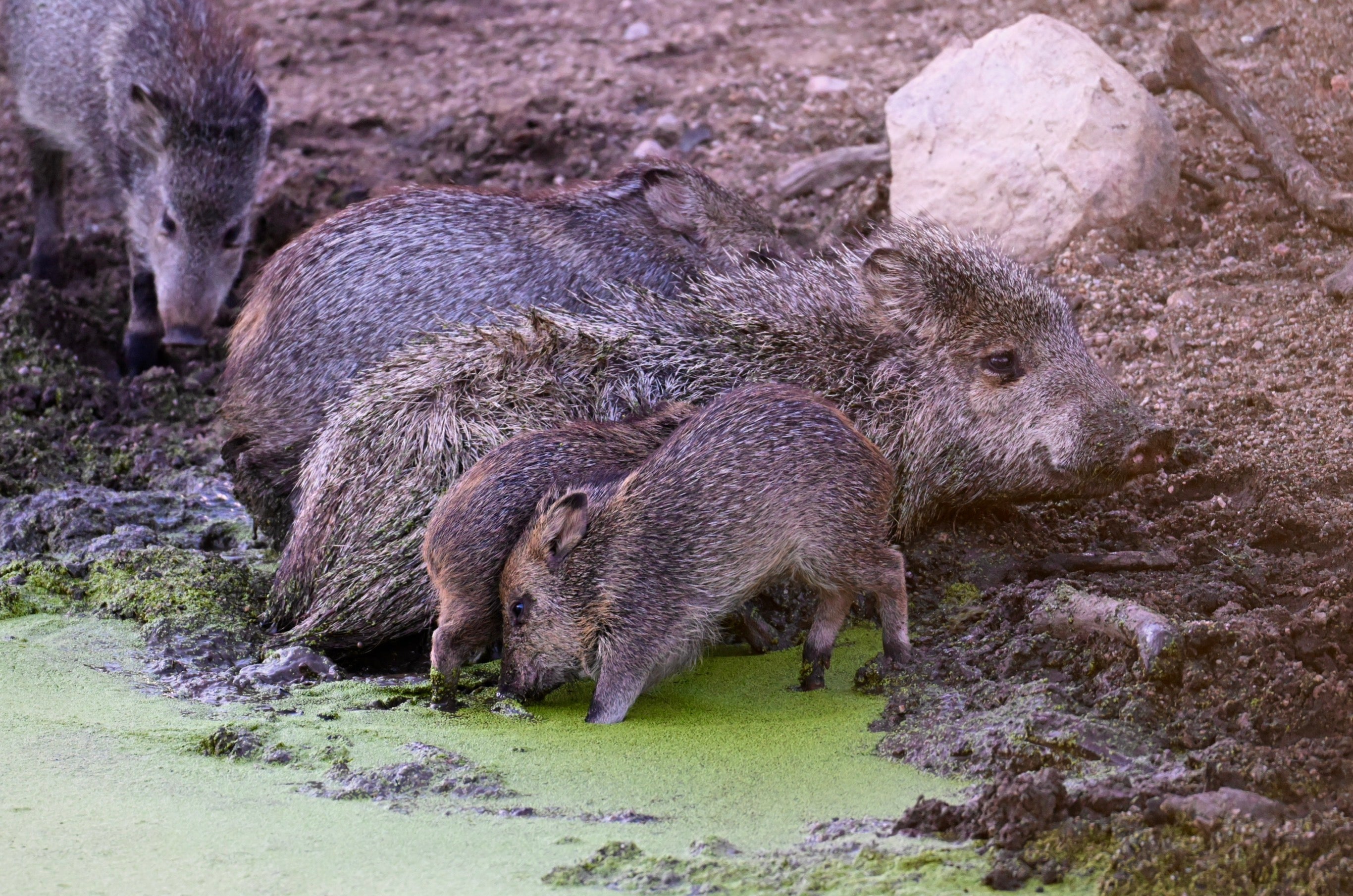 Wildlife Photography