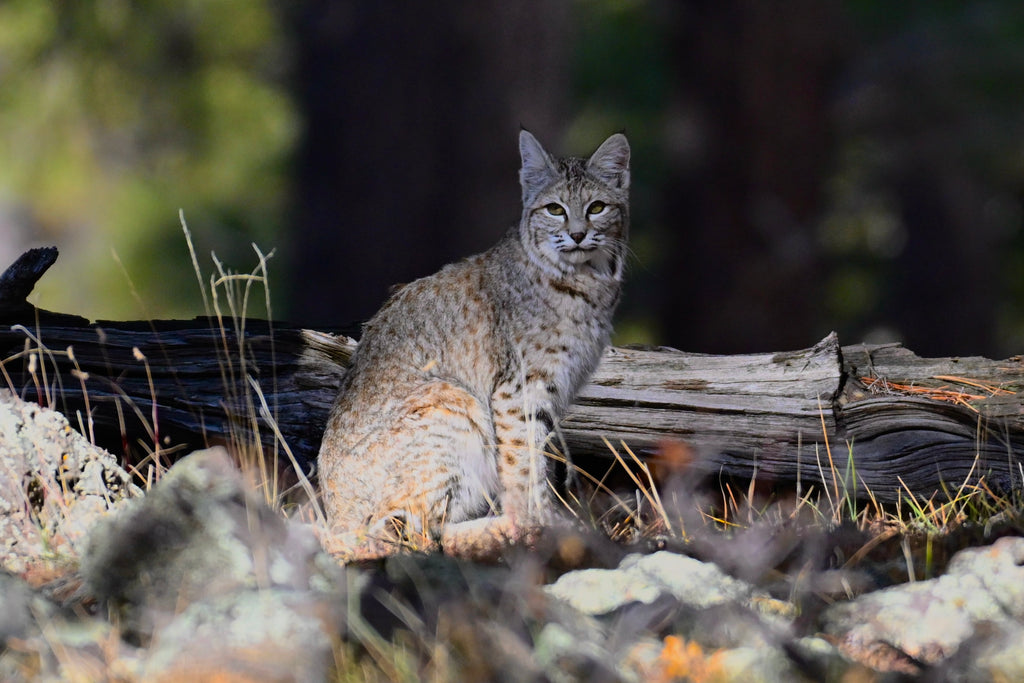 Wildlife Photography