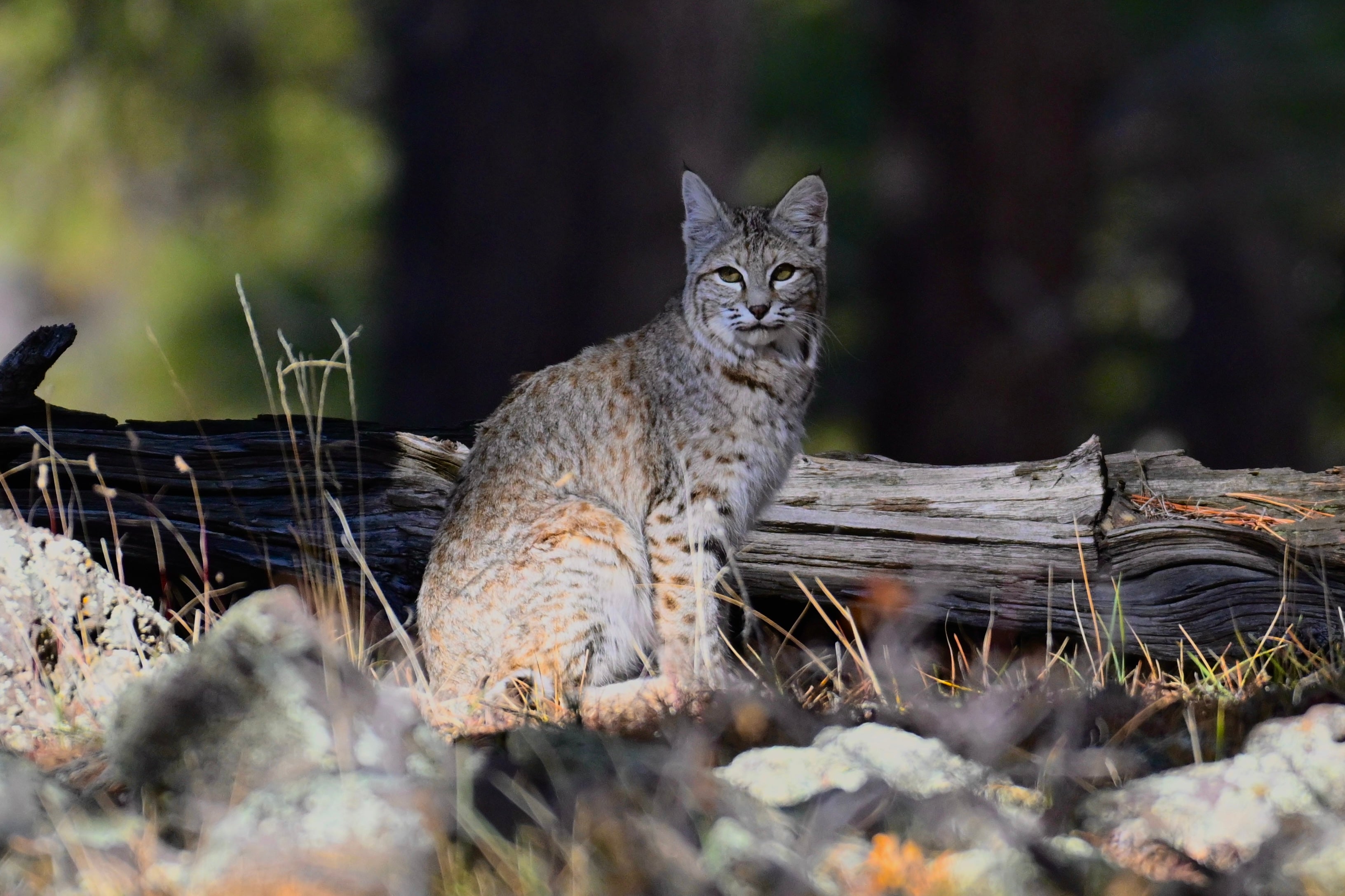 Wildlife Photography