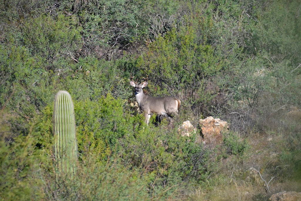 Wildlife Photography