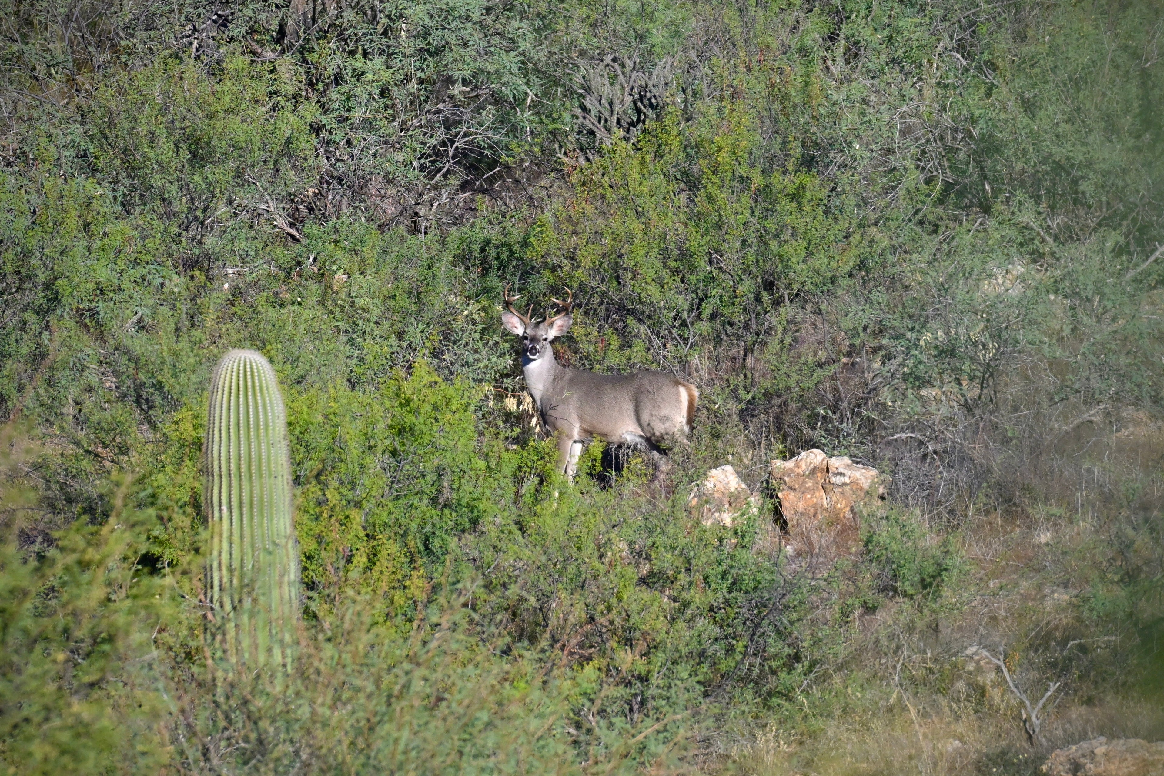 Wildlife Photography