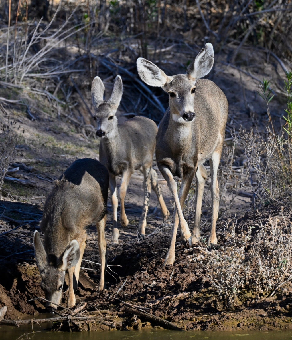 Wildlife Photography