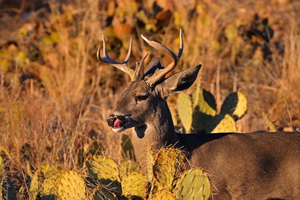 Wildlife Photography