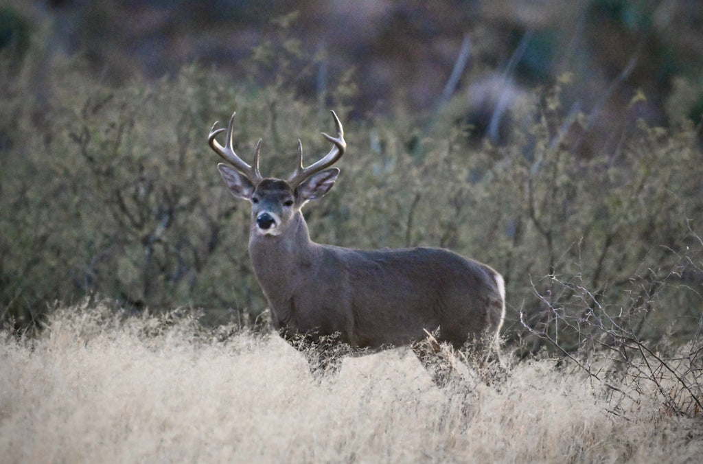 Wildlife Photography