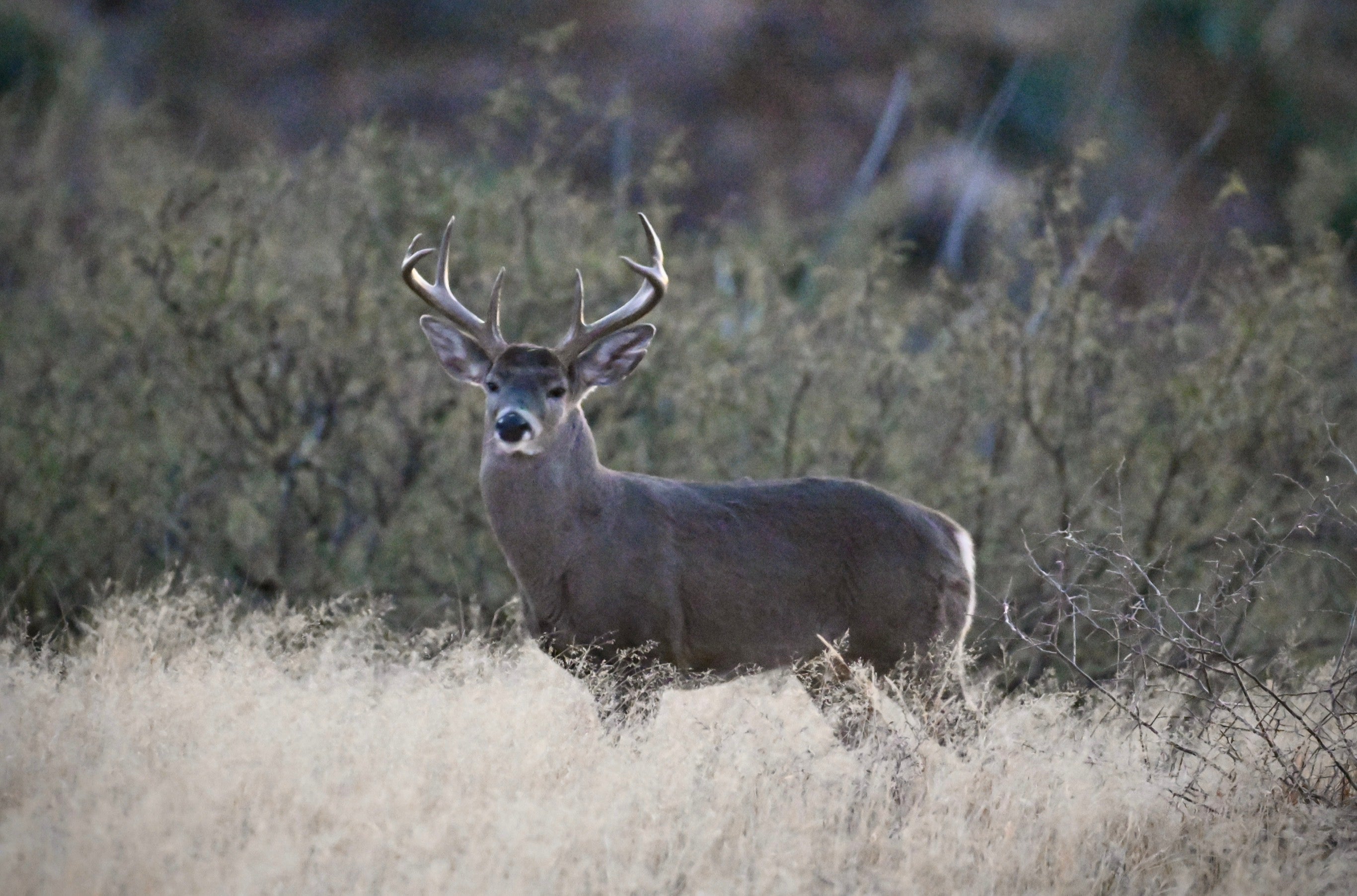 Wildlife Photography