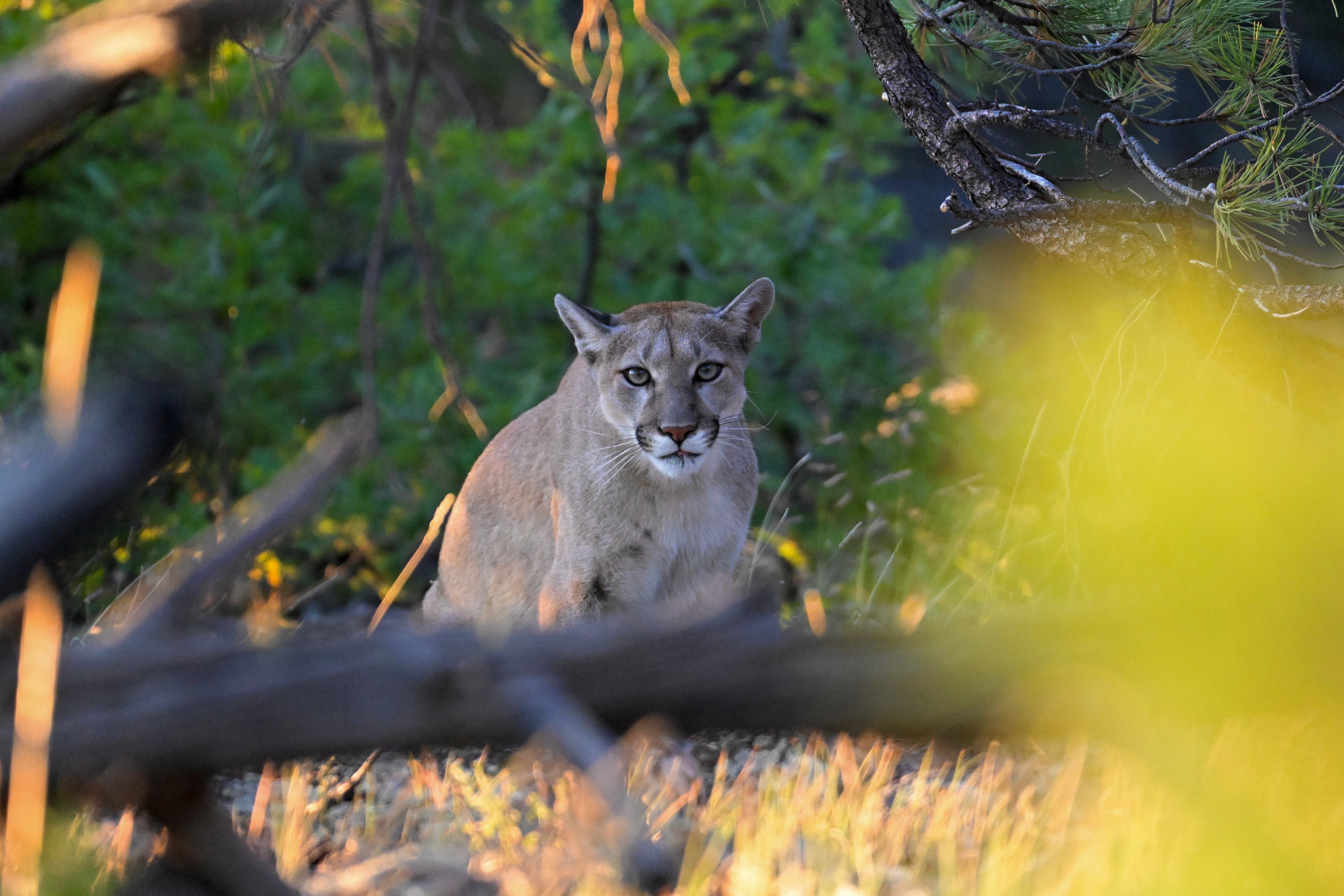 Wildlife Photography