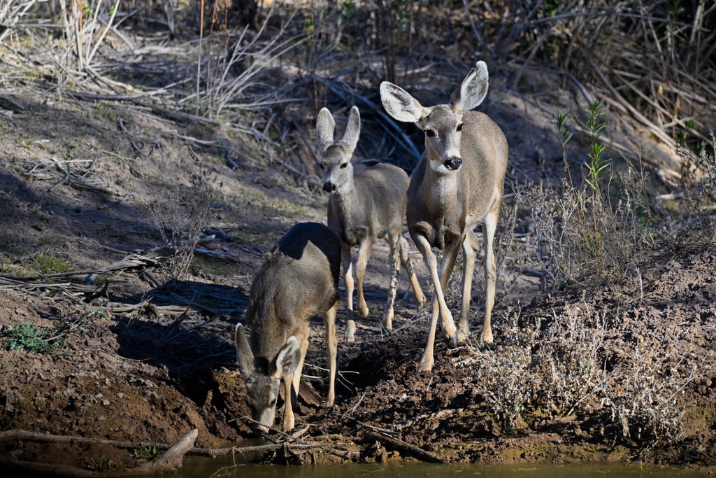 Wildlife Photography