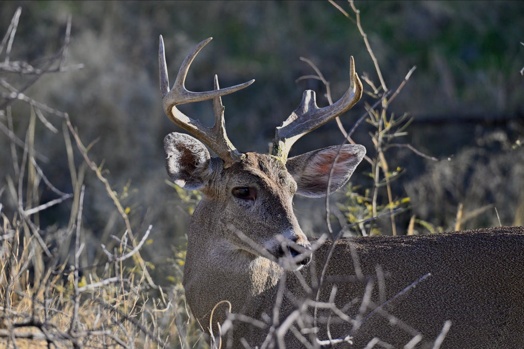 Wildlife Photography