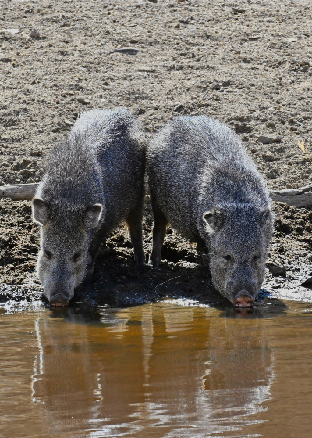Wildlife Photography