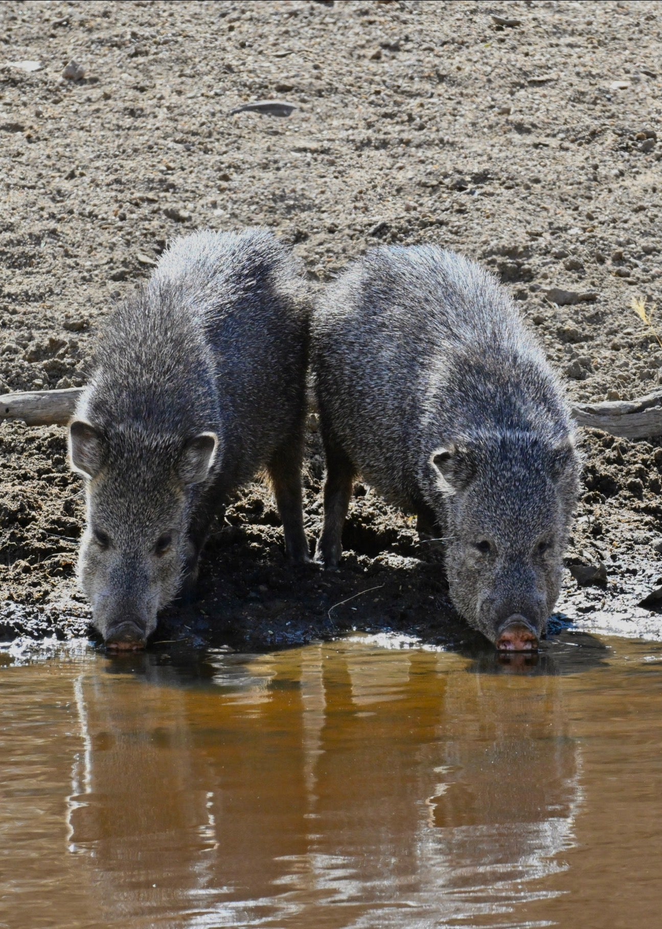 Wildlife Photography