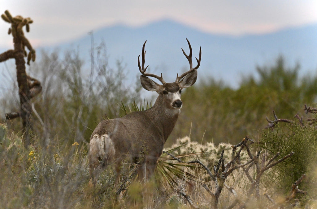Wildlife Photography