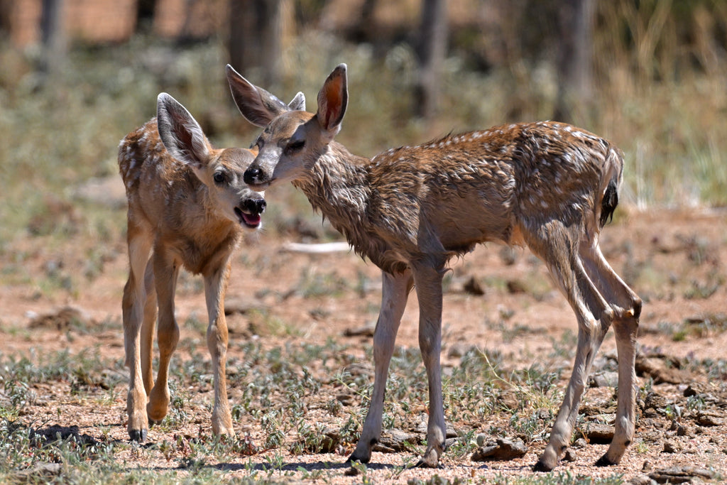 Wildlife Photography