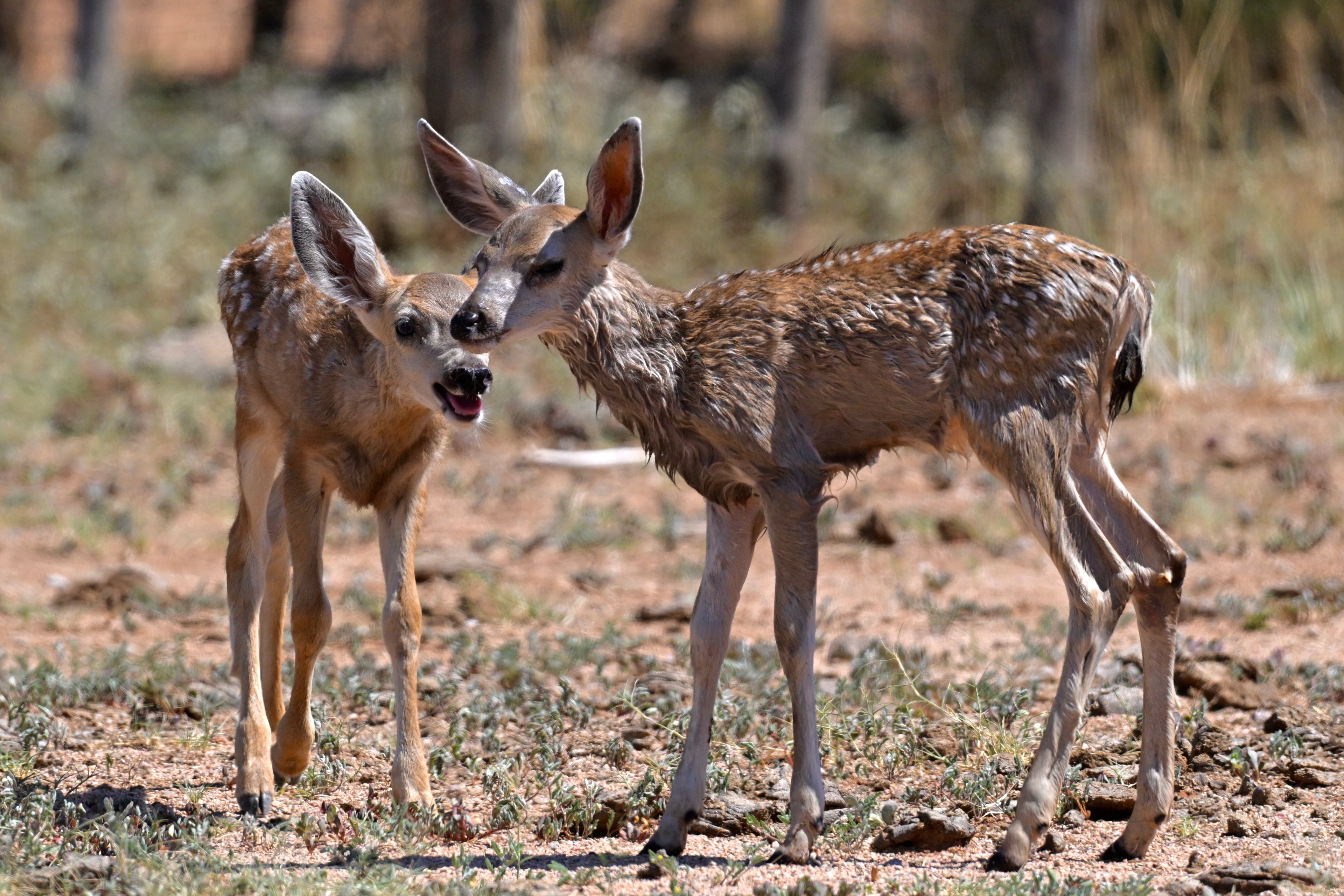 Wildlife Photography