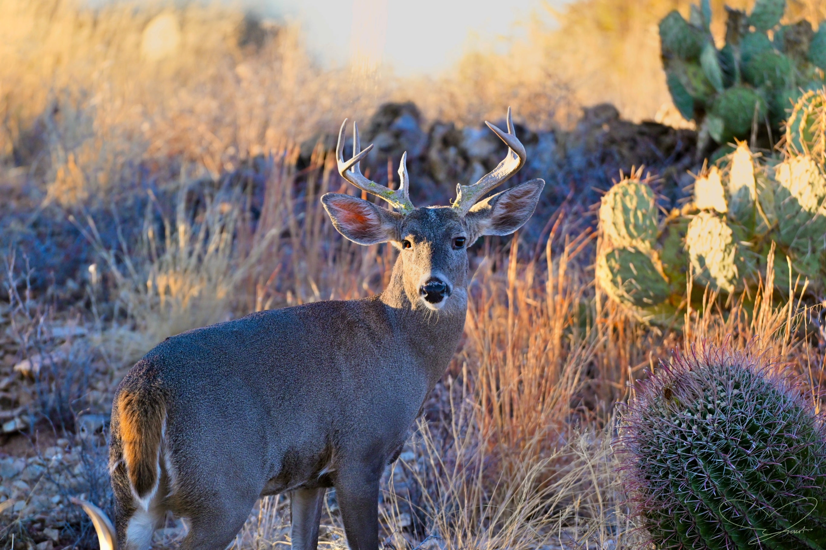 Wildlife Photography